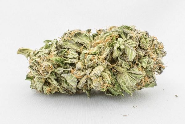 Comatose-Indica-1.jpg