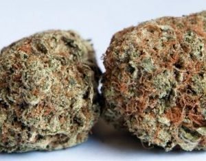 Mango Kush Marijuana Strain - Image 1