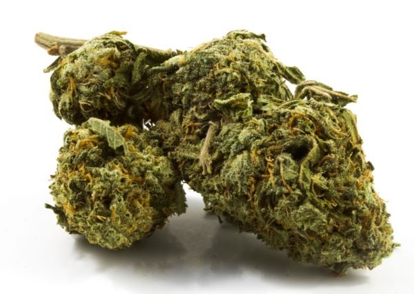 White-Widow.jpg